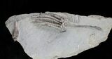 Aulocrinus Crinoid Fossil - Crawfordsville #20841-1